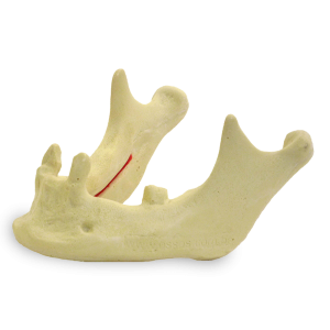MANDÍBULA COM DENTES CANINOS E 2º MOLAR ESQUERDO - cód. 4009