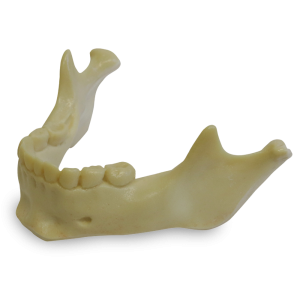 MANDÍBULA COM TODOS OS DENTES - INFANTIL - cód. 4013-1