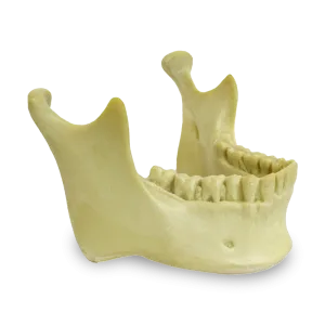MANDÍBULA COM TODOS OS DENTES P/ CRÂNIO 9001 - cód. 4013-3 