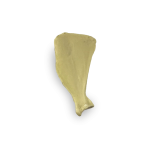 ESCÁPULA DIREITA - CÃO PEQUENO PORTE - cód. AV501