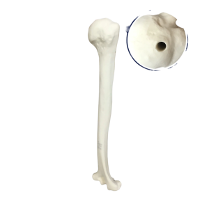 ÚMERO COM CANAL MEDULAR - DIREITO - cód. 3012 B