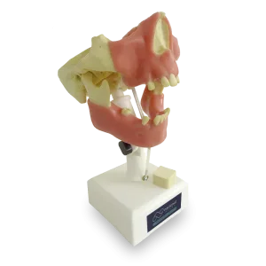 MANEQUIM PRÉ-MOLAR COM GENGIVA - cód. 4005GT