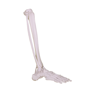 TORNOZELO COM FÍBULA - DIREITO - cód. 11920