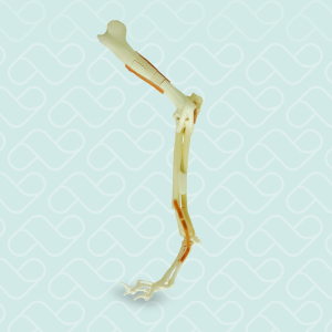 MEMBRO ANTERIOR DIREITO COM FRATURAS - CÃO GRANDE PORTE - cód. 9876