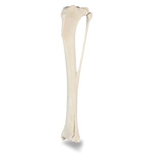 TÍBIA ESQUERDA - CÃO GRANDE PORTE - cód. AV260