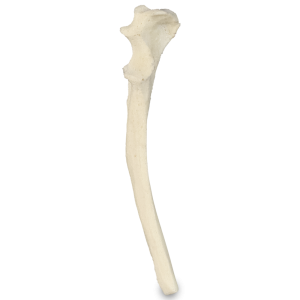 ULNA DIREITA - CÃO PEQUENO PORTE - cód. AV320 P