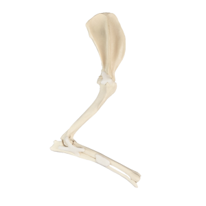 MEMBRO DIREITO ANTERIOR  SEM CARPO - CÃO GRANDE PORTE - cód. AV710