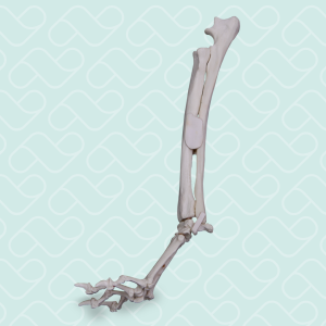 PUNHO ESQUERDO - CÃO GRANDE PORTE - cód. AV745